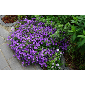 Zvonček (Campanula) ‘CLOCKWISE DEEP BLUE’ - výška 10-15 cm, kont.C1,5L